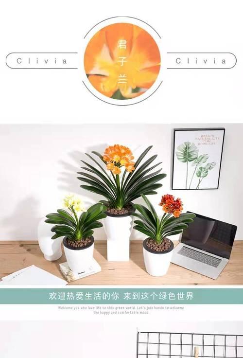 君子兰宽叶品种开花困难的解决方法？