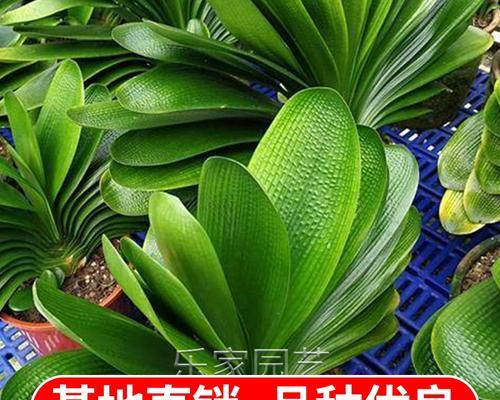 君子兰宽叶品种开花困难的解决方法？