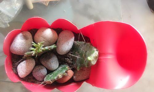 拼盆种植仙人掌的步骤和技巧是什么？