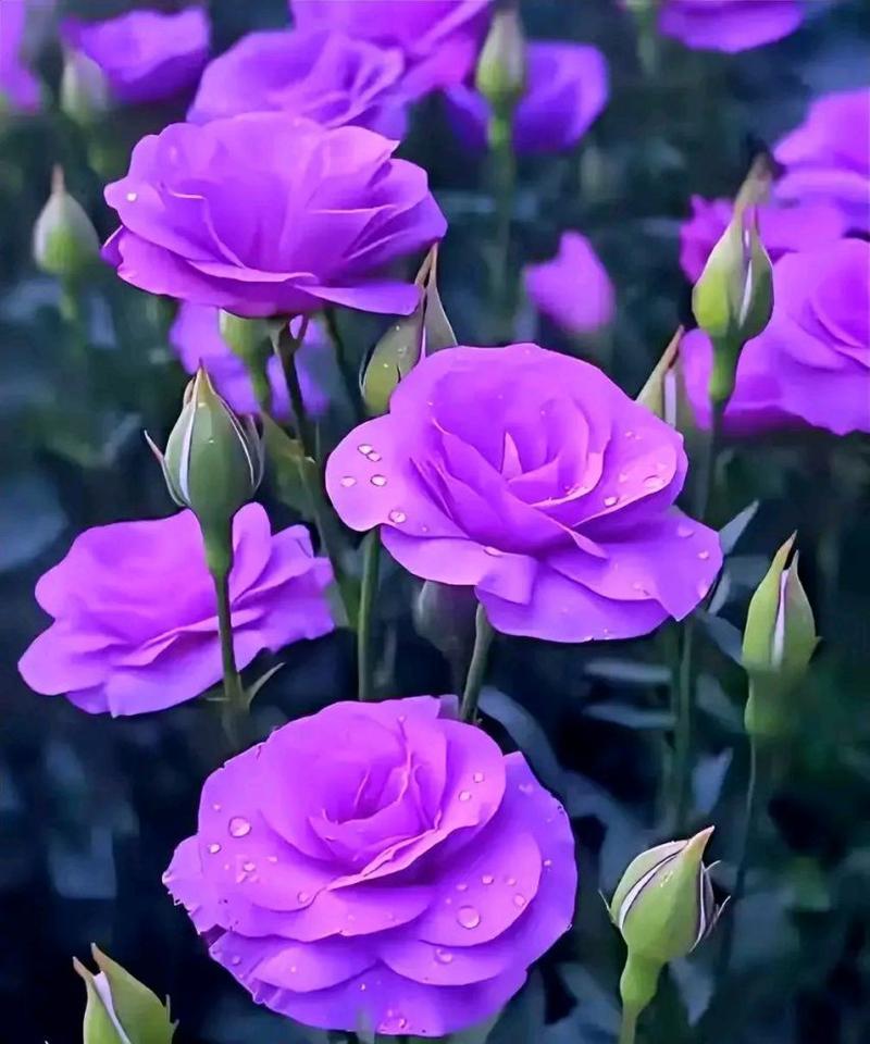 紫色洋桔梗的花语有何深意？它在送礼时表达什么情感？