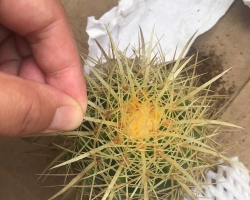 刺多的仙人球品种有哪些？特点是什么？