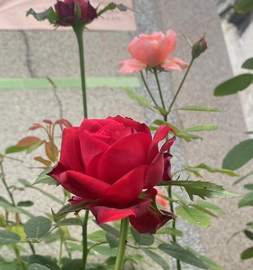 黄昏花的花语是什么？它象征着什么？