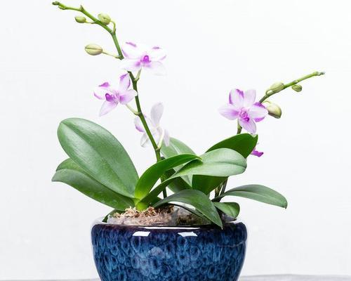 北欧风花盆中君子兰的养护方法是什么？如何打造北欧风花盆君子兰？