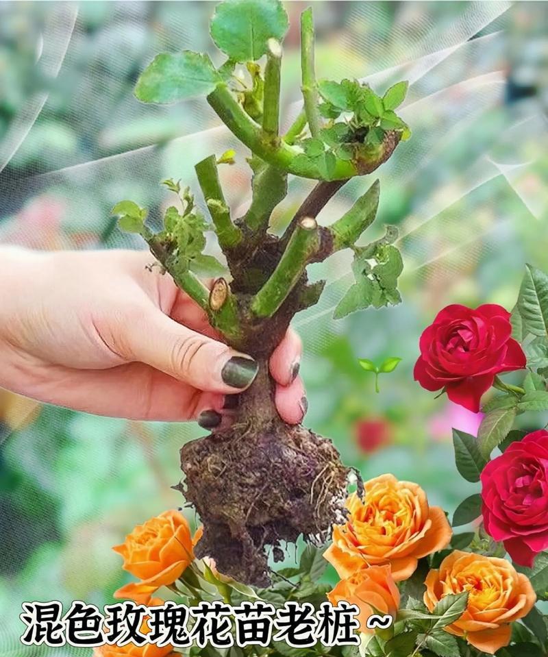 玫瑰花老桩盆栽适宜的盆大小是多少？如何选择合适的盆？