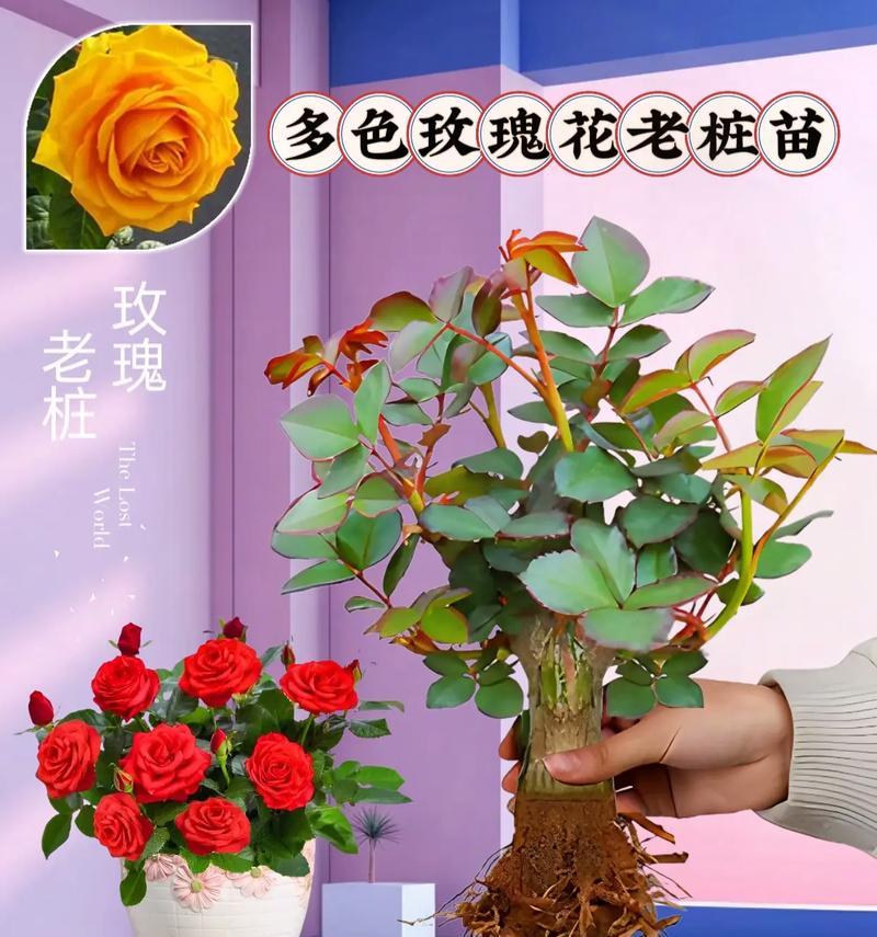 玫瑰花老桩盆栽适宜的盆大小是多少？如何选择合适的盆？