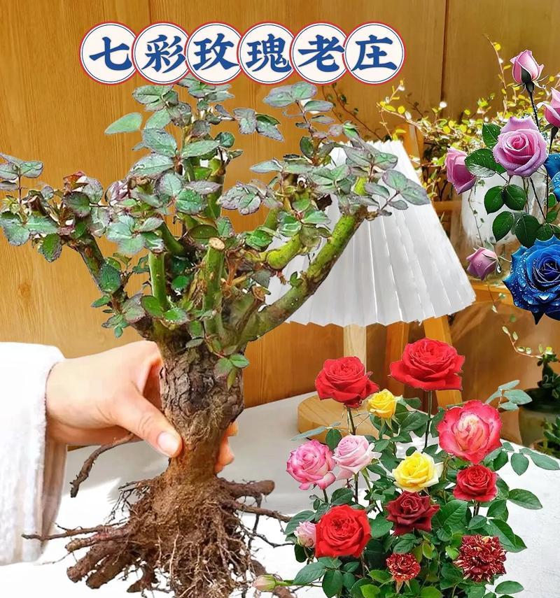 玫瑰花老桩盆栽适宜的盆大小是多少？如何选择合适的盆？