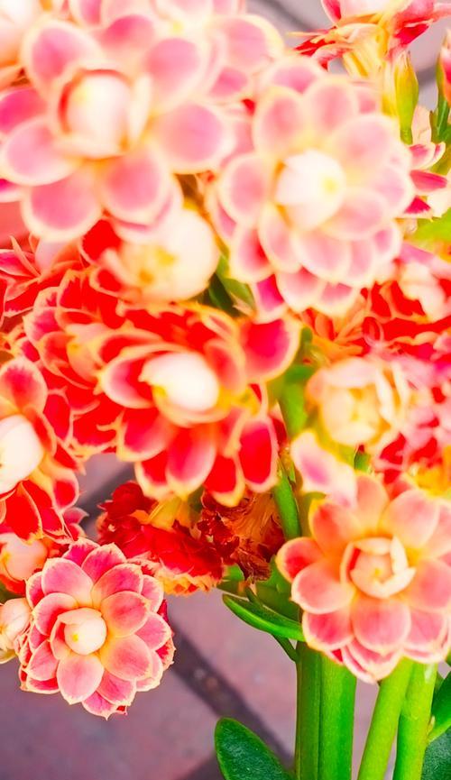 哪种花的花语代表健康？它有什么特别的含义？