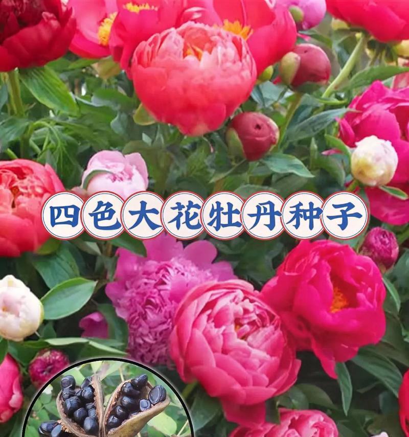 牡丹花快速开花的原因是什么？如何促进牡丹花更快开花？