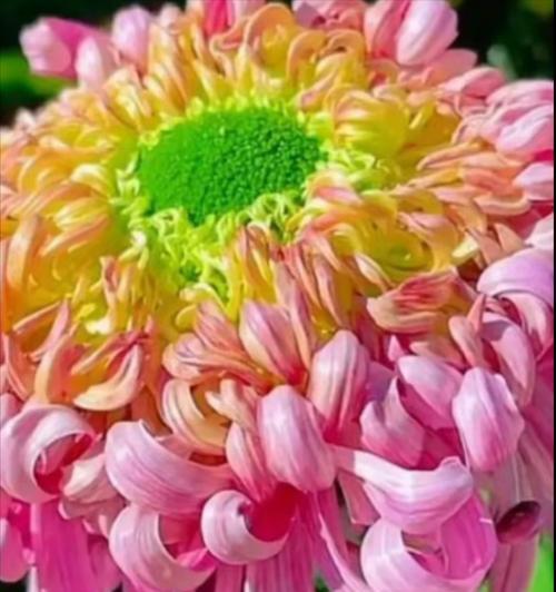牡丹花快速开花的原因是什么？如何促进牡丹花更快开花？