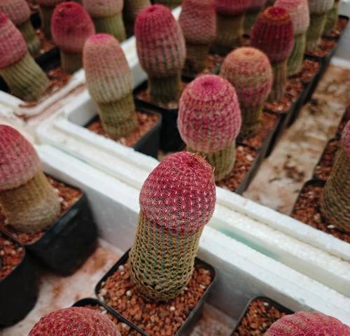 白色花盆种植仙人球的步骤是什么？
