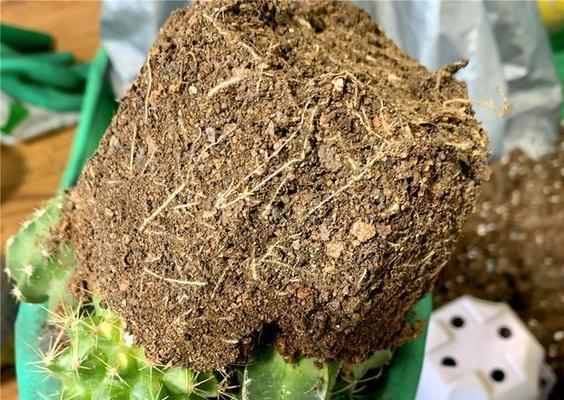 白色花盆种植仙人球的步骤是什么？