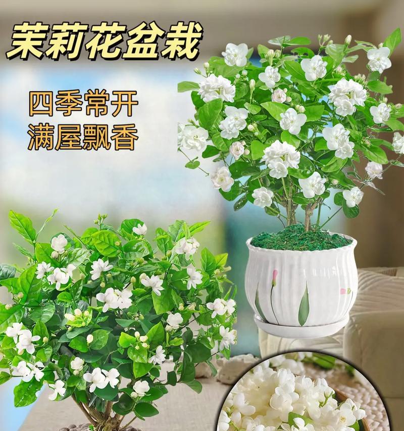 茉莉花搭配的花语是什么？茉莉花与其他花搭配有何寓意？