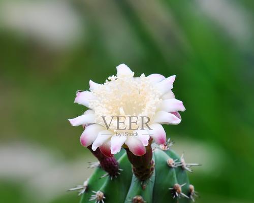 白色仙人掌怎么养殖的呢？有哪些注意事项？
