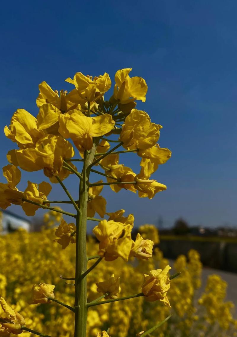 古田油菜花的花语有何寓意？