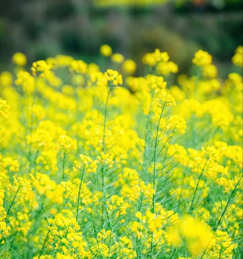古田油菜花的花语有何寓意？