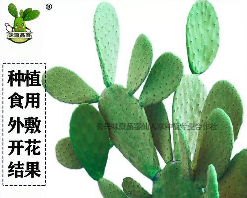 墨西哥仙人掌顶部修剪方法？修剪的正确步骤是什么？