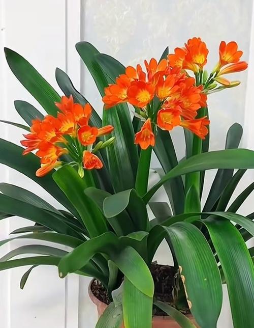 求财时应该选择哪种花？这种花的花语是什么？