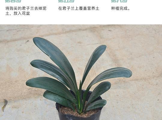 正宗圆头和尚君子兰养护方法是什么？如何正确养护？