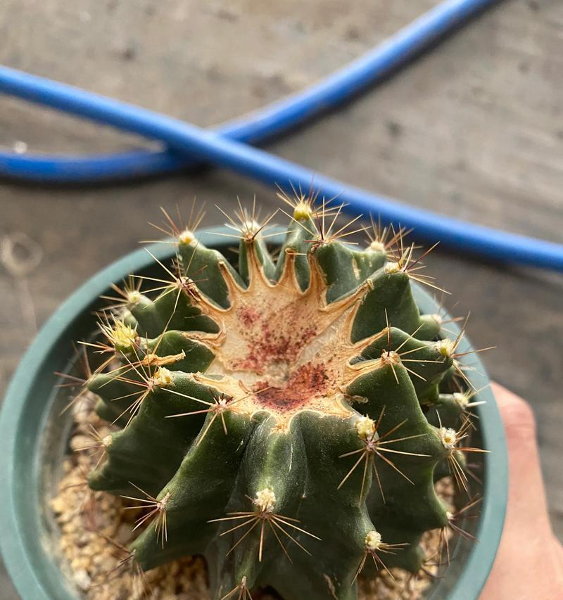 仙人球开花后换盆的正确步骤是什么？