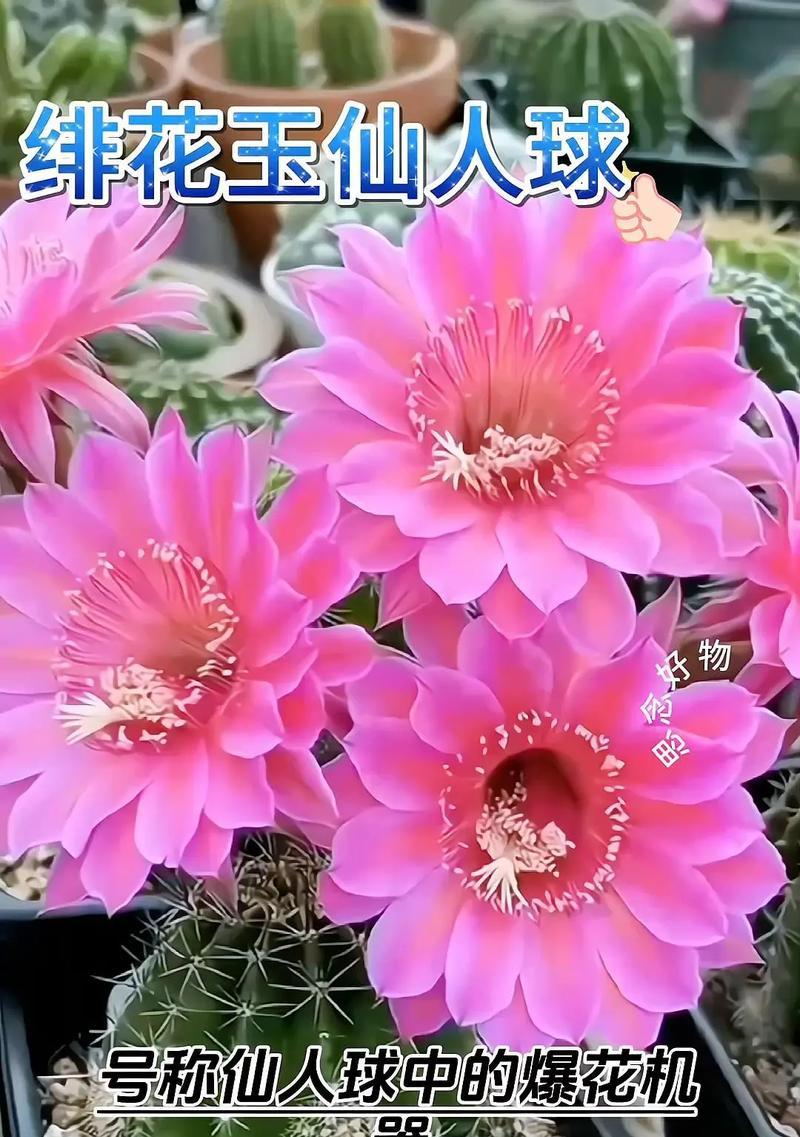 仙人球开花后换盆的正确步骤是什么？