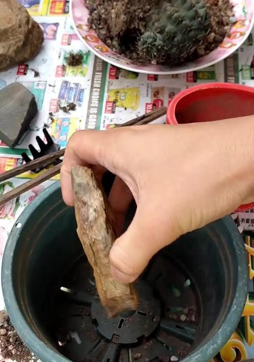 仙人球开花后换盆的正确步骤是什么？