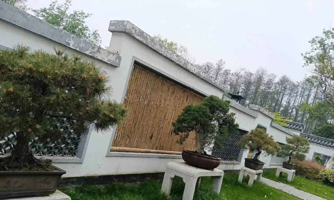 鹿沼土种植君子兰的正确方法是什么？