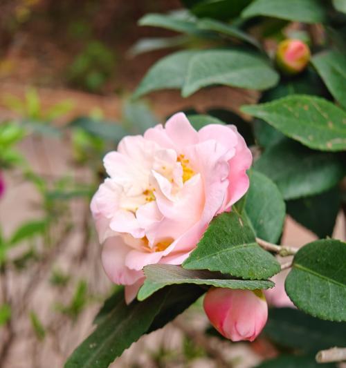 粉山茶花的花语是什么？粉山茶花的寓意是什么？