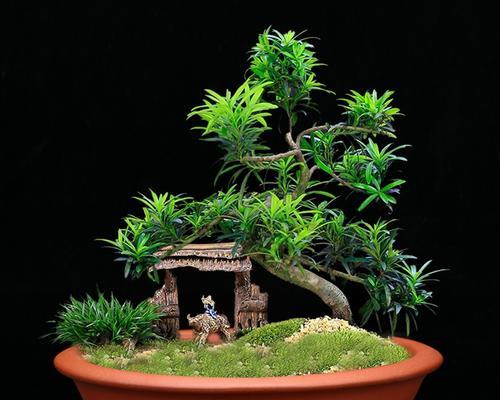 鹿沼土种植君子兰的正确方法是什么？