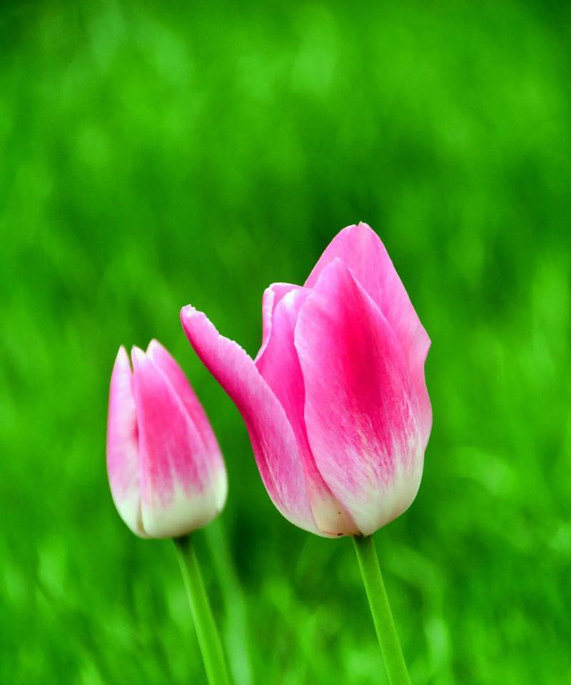 花语“所愿皆所得”是什么意思？“所愿皆所得”花语代表什么？