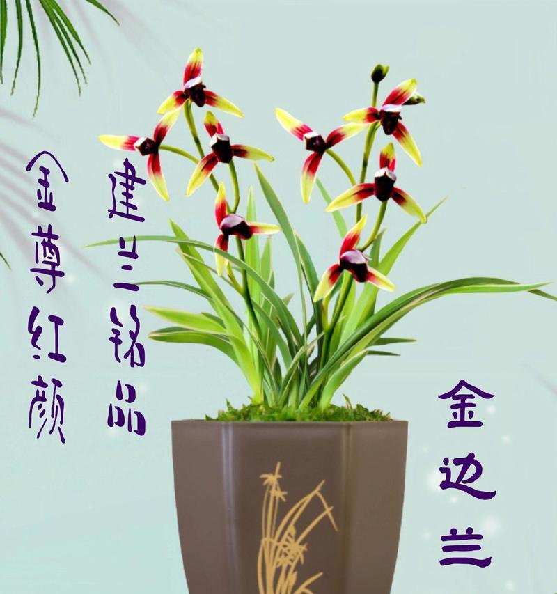 金边蓝宝石兰花的养护要点是什么？