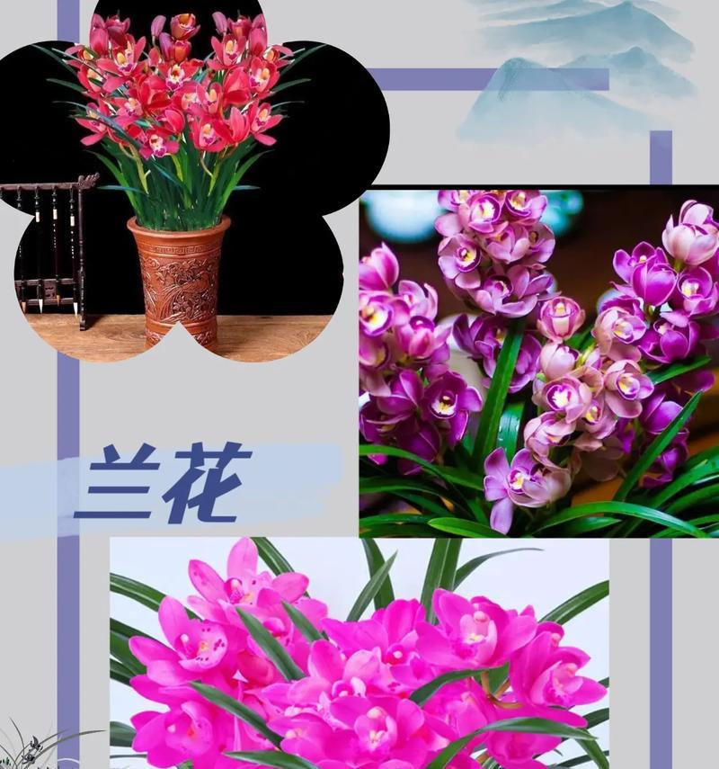 金边蓝宝石兰花的养护要点是什么？