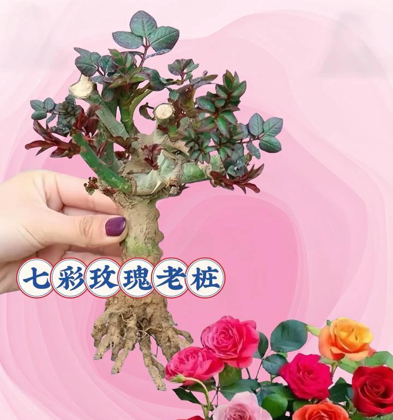 玫瑰花用什么水能加速开花？浇水技巧有哪些？