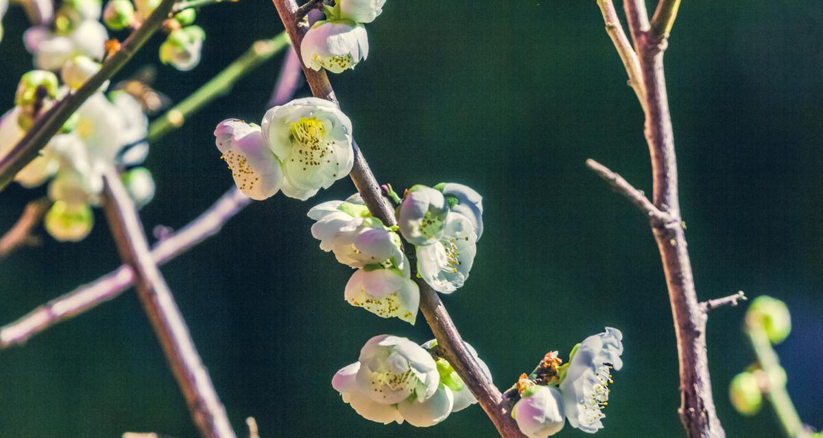 低调的腊梅花语是什么？它代表了什么？