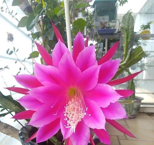 黄仙人掌盆栽种植方法是什么？