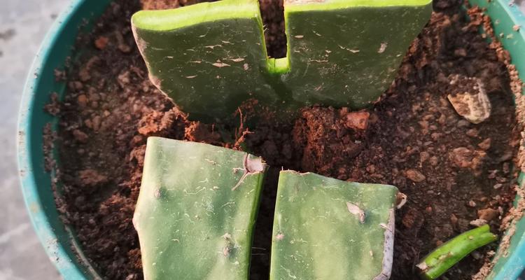 黄仙人掌盆栽种植方法是什么？