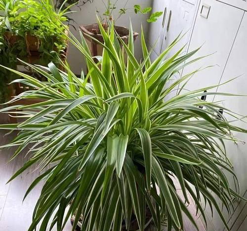 黄仙人掌盆栽种植方法是什么？