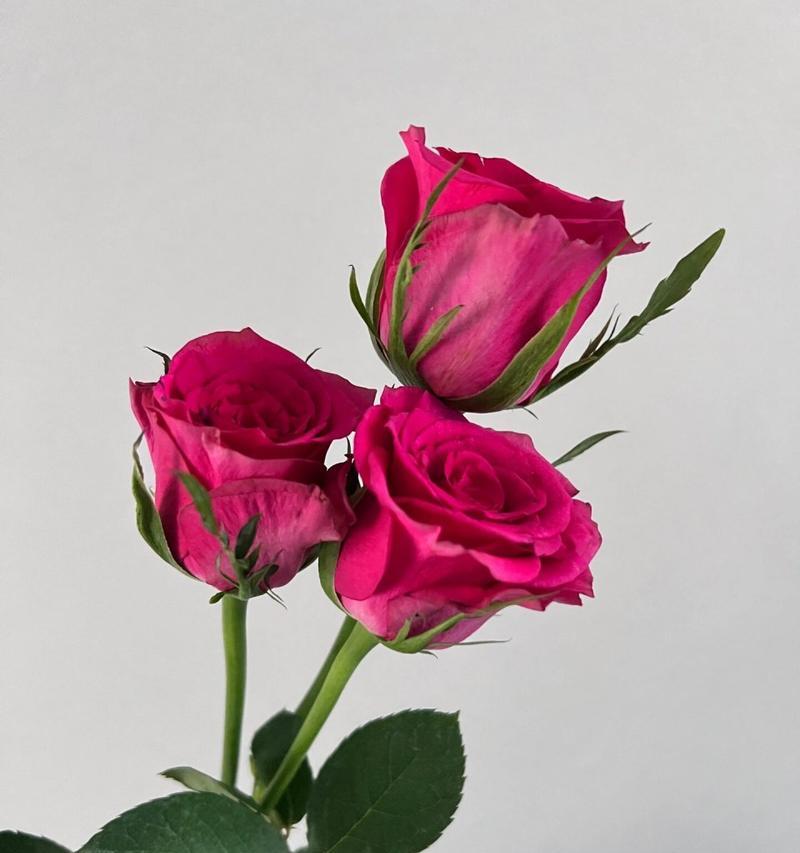 玫瑰花理想的花瓣数量是多少？花瓣数量对花型有何影响？