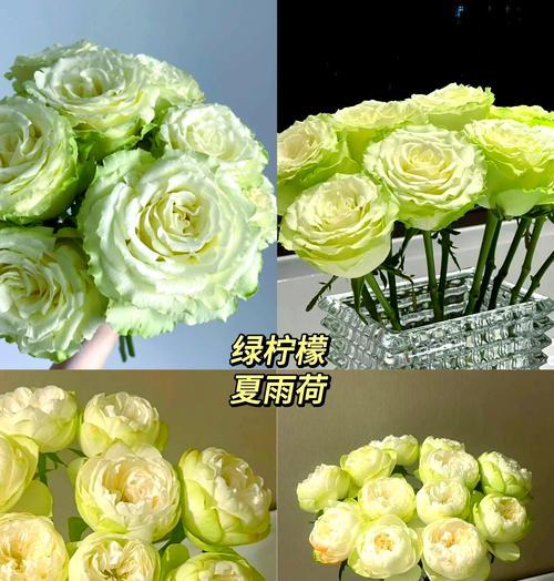 白绿色玫瑰的花语有何含义？