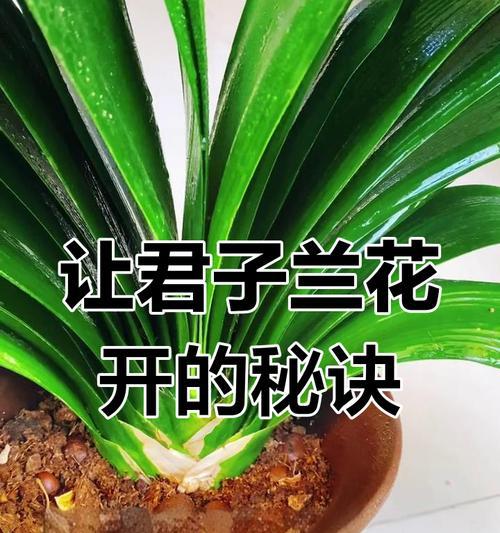 君子兰度夏不开花的原因是什么？