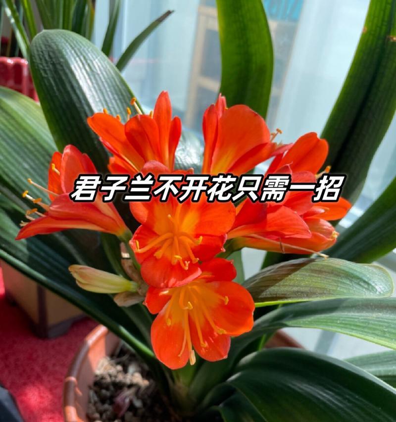 君子兰度夏不开花的原因是什么？