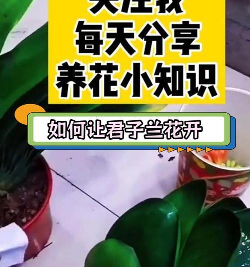 君子兰度夏不开花的原因是什么？