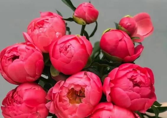 花的魔法花语有何深层含义？如何应用在生活中？