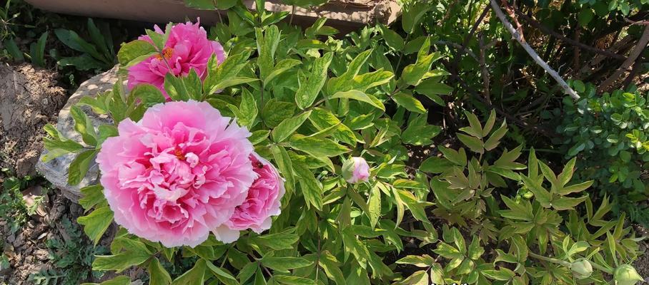 河里生长的牡丹花养护需要注意什么？
