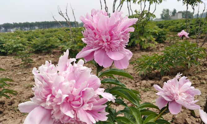 河里生长的牡丹花养护需要注意什么？