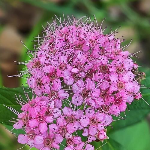 花的魔法花语有何深层含义？如何应用在生活中？