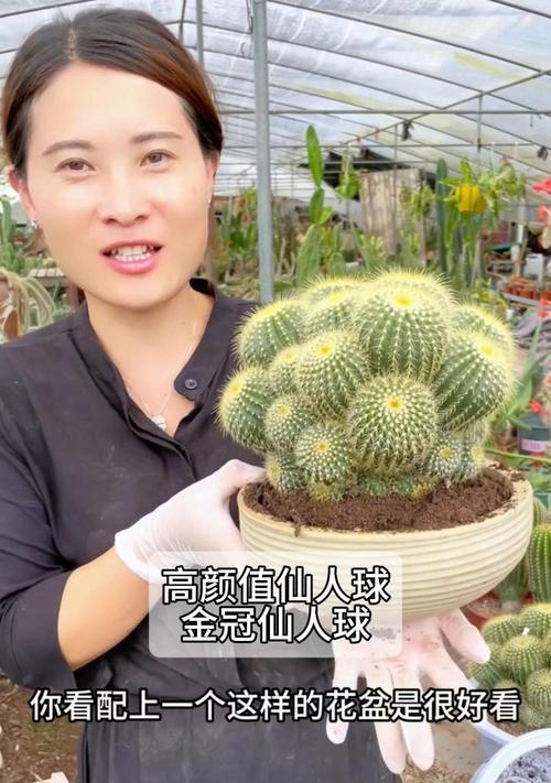 琉璃仙人掌种植需要注意什么？有哪些技巧？