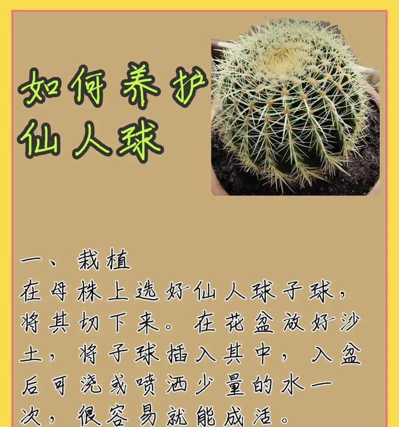 琉璃仙人掌种植需要注意什么？有哪些技巧？
