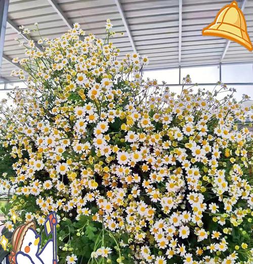 哪种花带有道歉和解的花语？道歉和解的花语是什么？