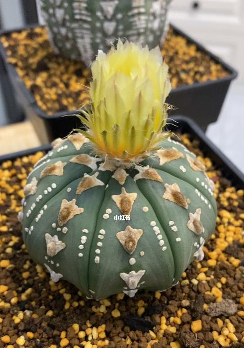 哪个星球的仙人球开花最多？