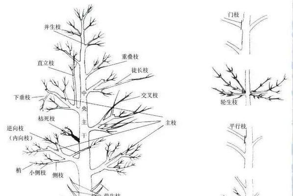 红丝绒玫瑰花修剪方法图解？如何修剪以促进生长？